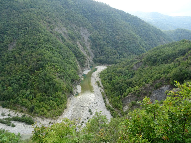 Brintesia circe - Nymphalidae Satyrinae